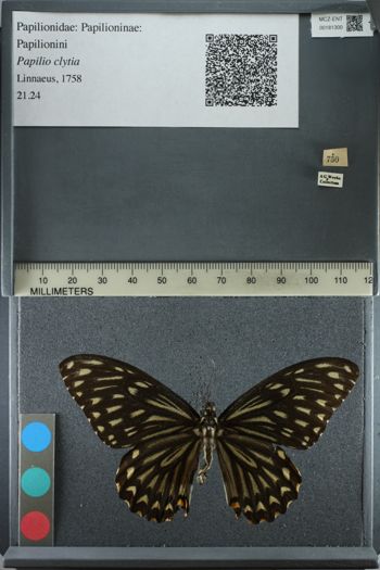 Media type: image;   Entomology 181300